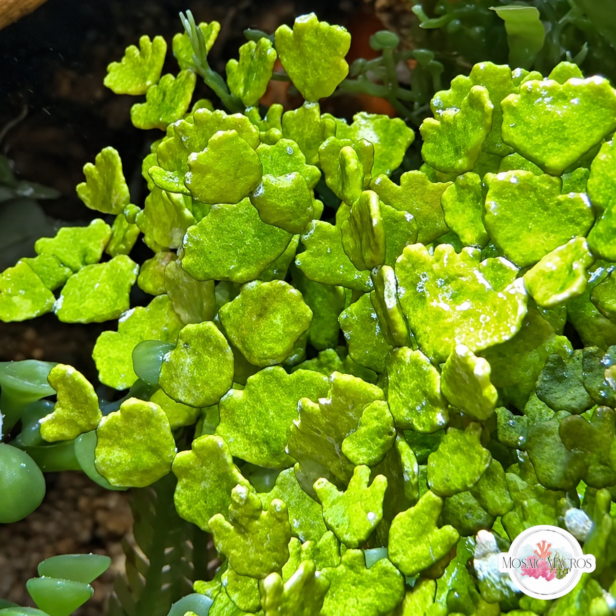 Cactus Halimeda Macroalgae | Halimeda monile