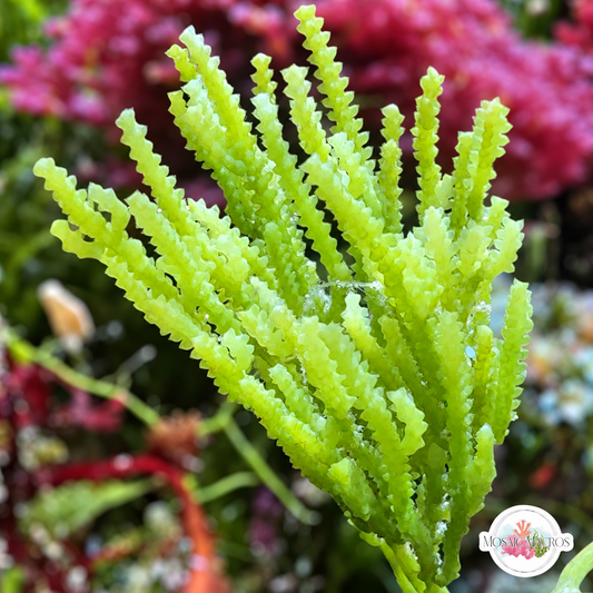 Cactus Caulerpa Macroalgae | Caulerpa cupressoides