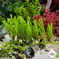Cactus Caulerpa Macroalgae | Caulerpa cupressoides