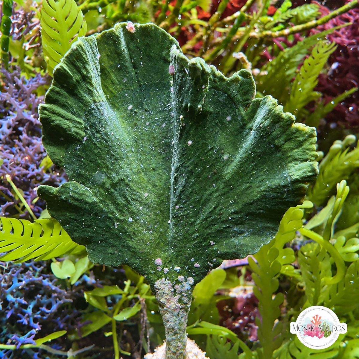 Mermaid’s Tail Macroalgae | Udotea sp.