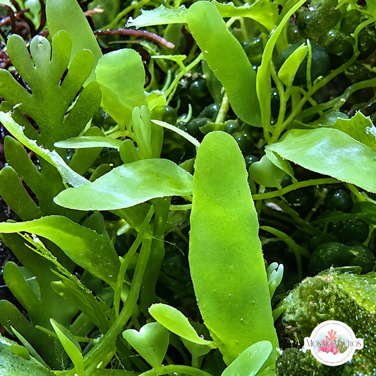 Mini Seagrass Caulerpa Macroalgae | Caulerpa brachypus