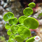 Coin Halimeda Macroalgae | Halimeda discoidea