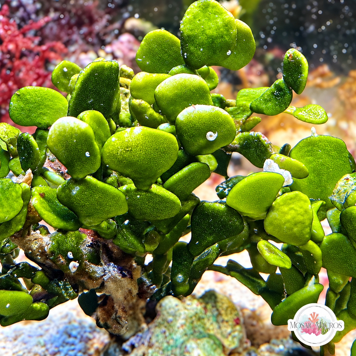 Coin Halimeda Macroalgae | Halimeda discoidea