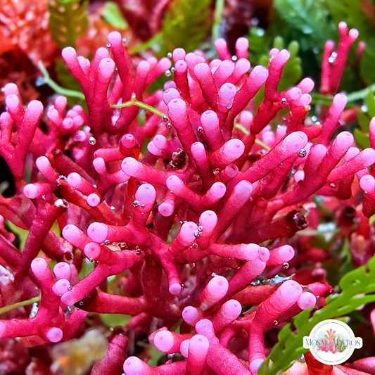 Pink Succulent Thicket Macroalgae | Galaxaura oblongata