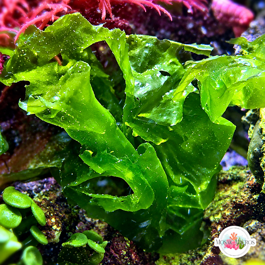 Sea Lettuce Macroalgae | Ulva sp.