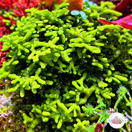 Lime Green Codium Macroalgae | Codium sp.