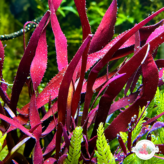 Rusty Ribbon Macroalgae | Fauchea sp.
