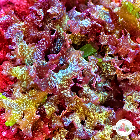 Color-Shifting Turf Macroalgae | Unknown sp.