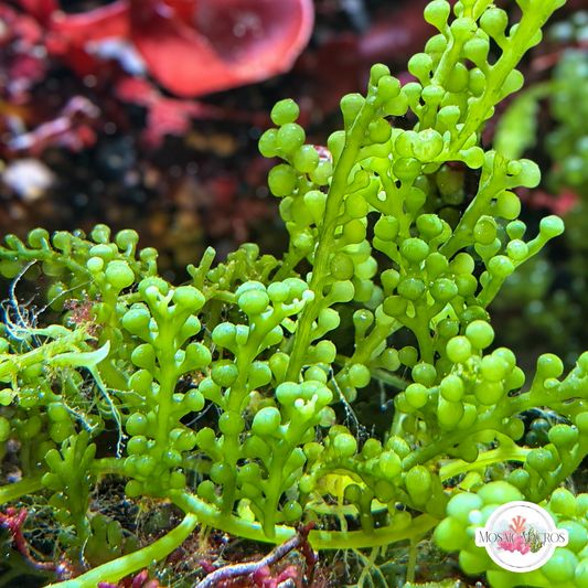 Green Bulb Caulerpa Macroalgae | Caulerpa racemosa var. Macrophysa