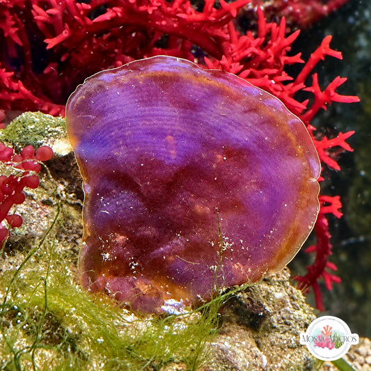 Blue Scroll Macroalgae | Padina sp.