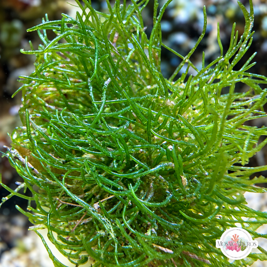 Maiden’s Hair Macroalgae | Chlorodesmis sp.