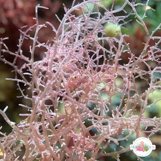 Pink Spaghetti Macroalgae | Unknown sp.