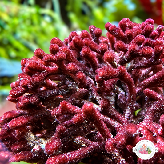 Bramble Thicket Macroalgae | Galaxaura sp.