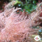 Pink Feather Weed Macroalgae | Dasya sp.