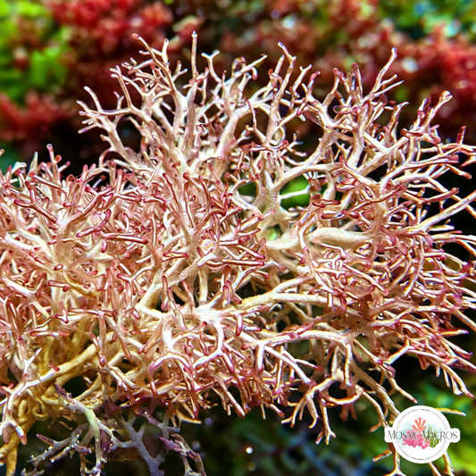Ghastly Liagora Macroalgae | Liagora sp.