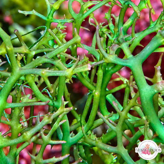 Green Spiny Seaweed Macroalgae | Eucheuma sp.