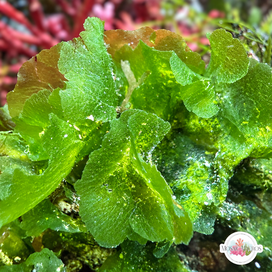 Brittle Sea Lettuce Macroalgae | Unknown sp.