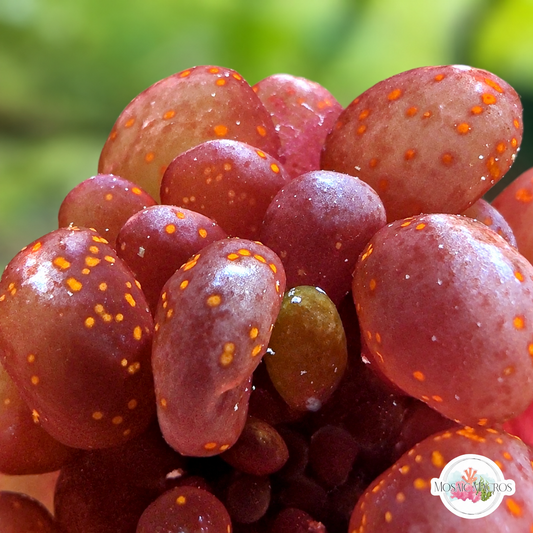 Red Bubble Macroalgae | Botryocladia skottsbergii
