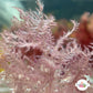 Pink Feather Weed Macroalgae | Dasya sp.