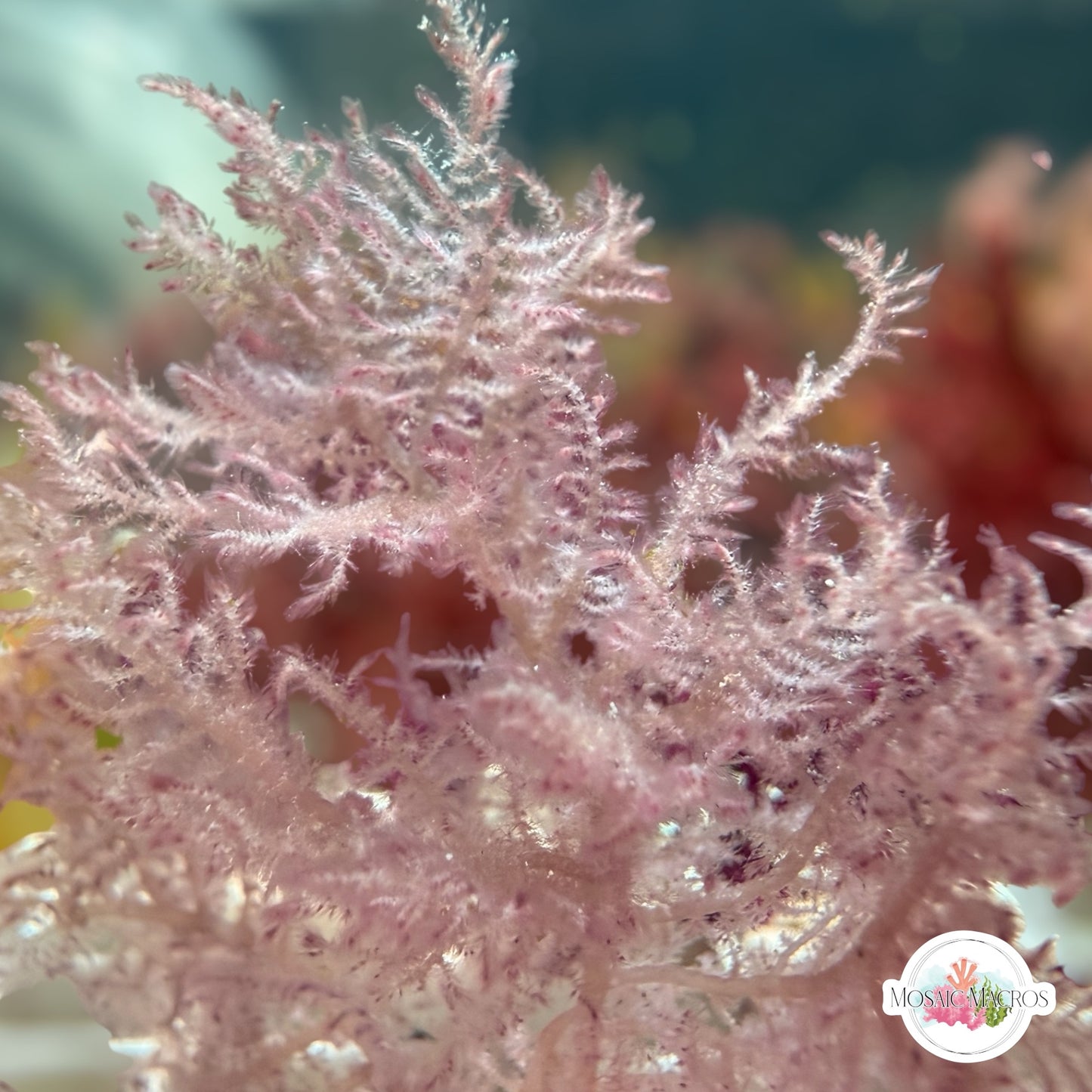 Pink Feather Weed Macroalgae | Dasya sp.