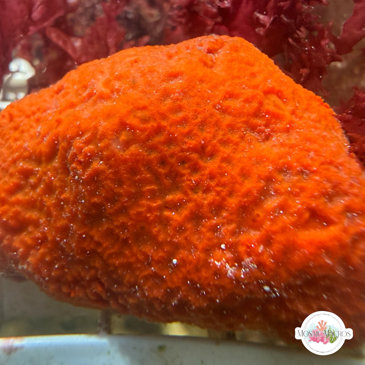 Orange Ball Sponge | Unknown sp.