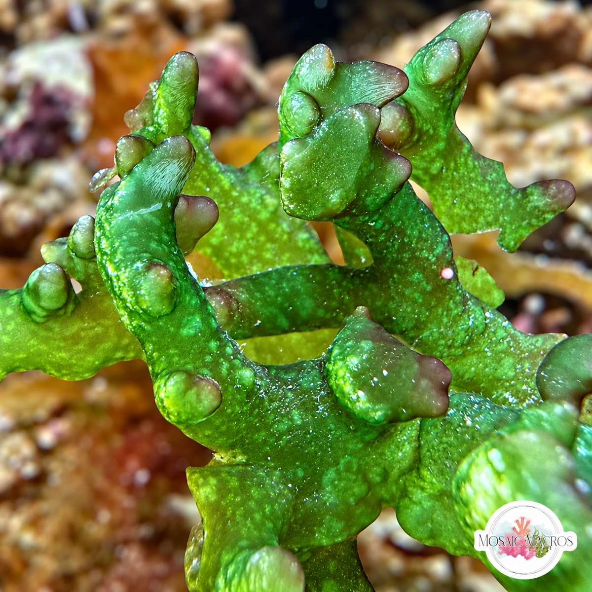 Rainbow Finger Macroalgae | Gracilaria canaliculata