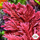 Flaming Phoenix Macroalgae | Haliptilon sp.