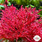 Flaming Phoenix Macroalgae | Haliptilon sp.