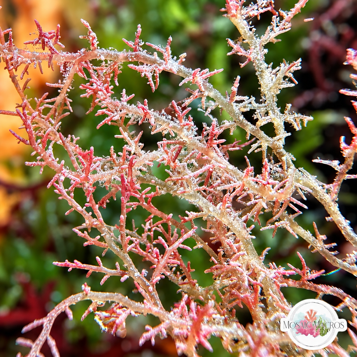 Specter Tentacle Macroalgae | Unknown sp.