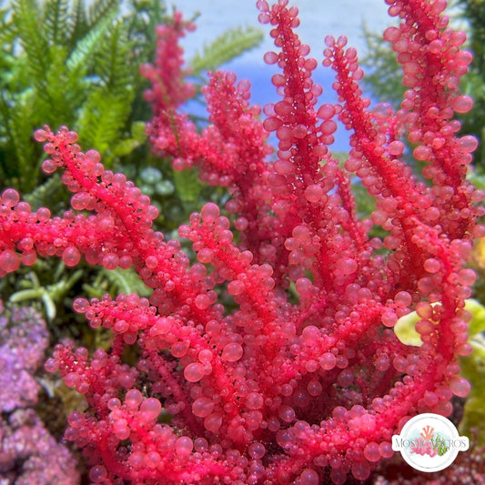 Tendril Grape Macroalgae | Botryocladia leptopoda