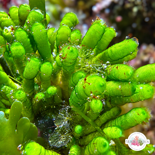 Ringed Finger Macroalgae | Neomeris annulata