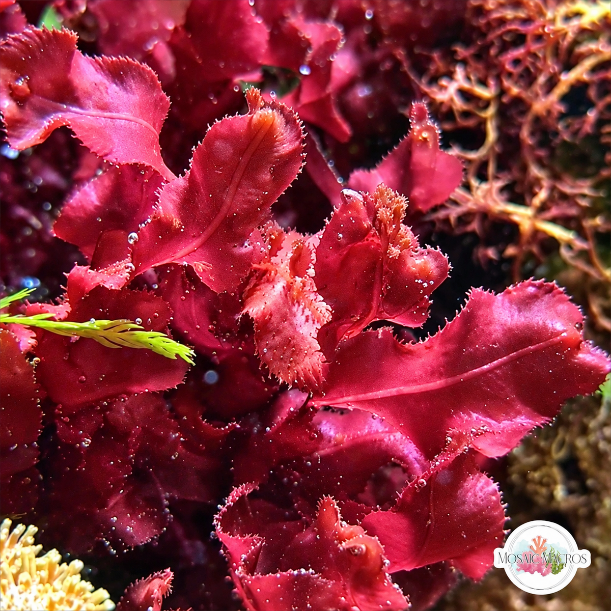 Red Sawblade Macroalgae | Neurymenia fraxinifolia
