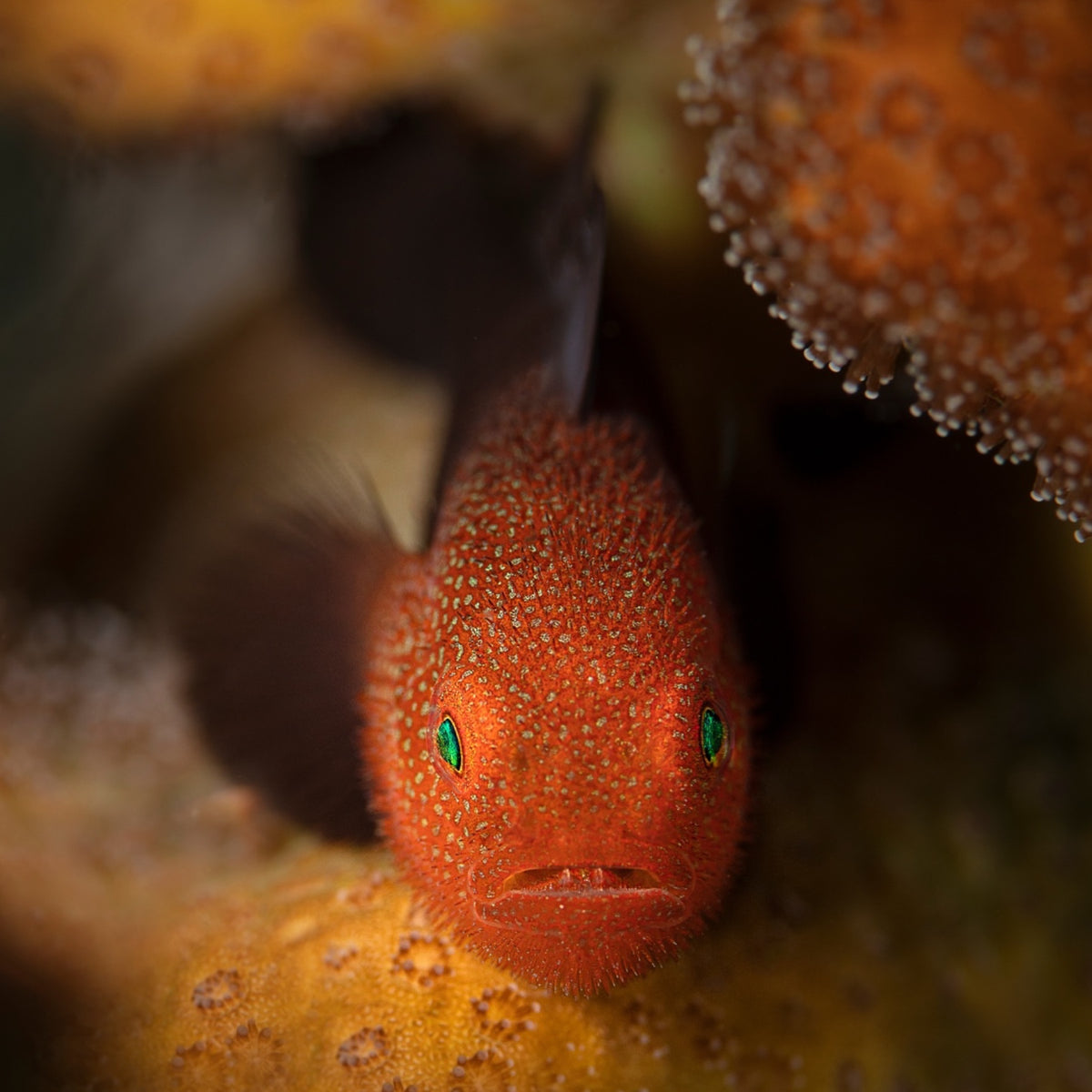 Redhead Coral Goby | Paragobiodon echinocephalus