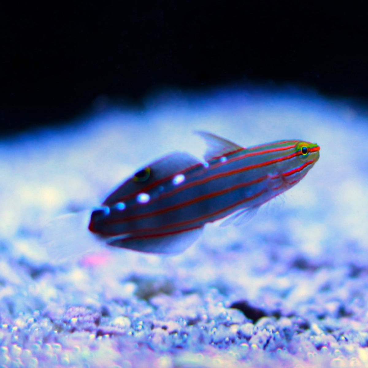 Court Jester Goby | Koumansetta rainfordi