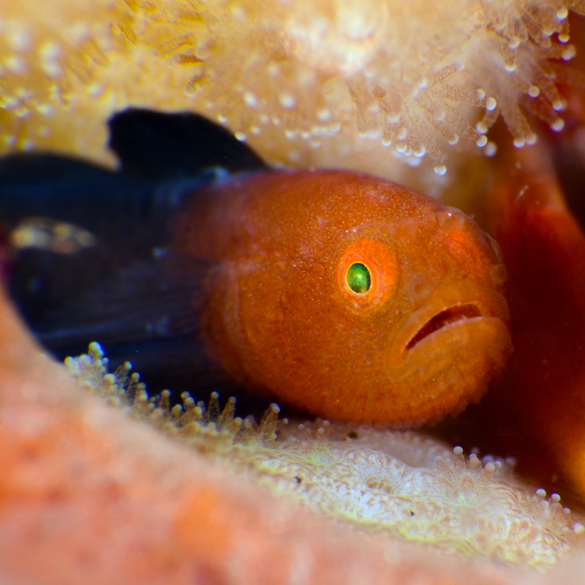 Panda Coral Goby | Paragobiodon lacunicolus
