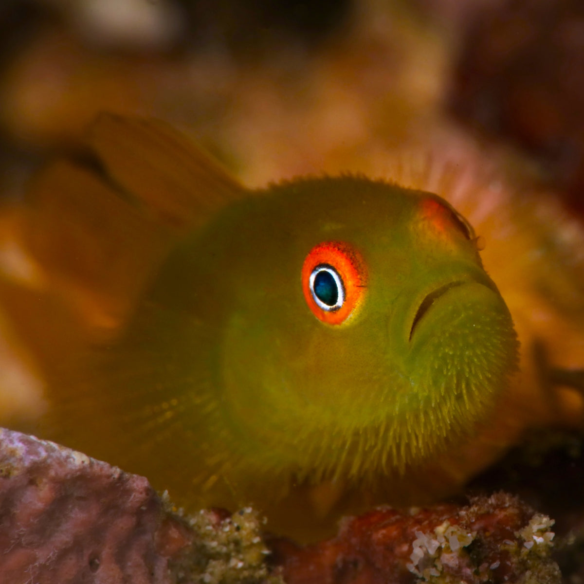Emerald Coral Goby | Paragobiodon xanthosoma