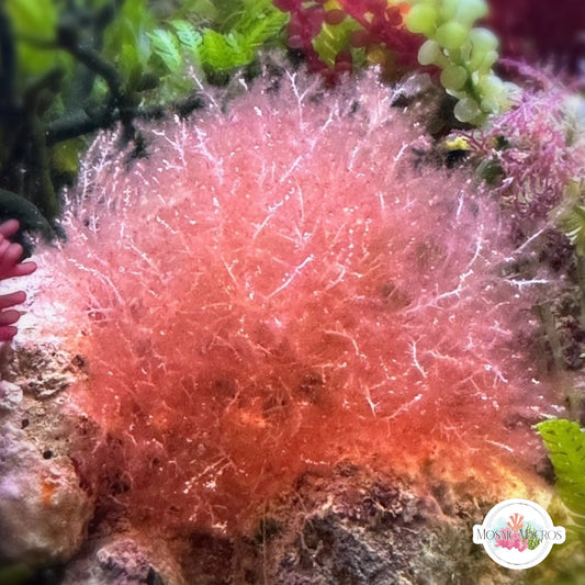 Chenille Weed Macroalgae | Dasya sp.