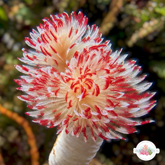 Coco Worm Feather Duster | Protula bispiralis