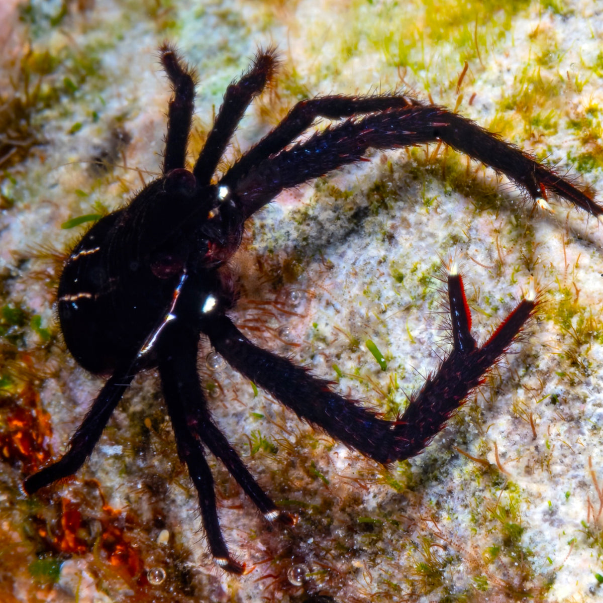 Black & Yellow Squat Lobster | Galathea inflata