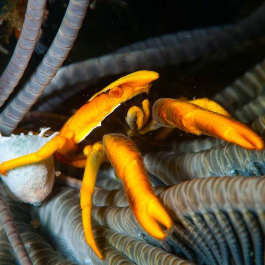 Baba’s Crinoid Squat Lobster | Allogalathea babai