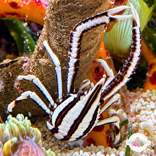Elegant Crinoid Squat Lobster | Allogalathea elegans