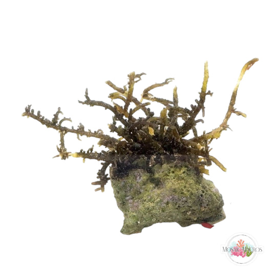 WYSWYG Yellow & Brown Laurencia