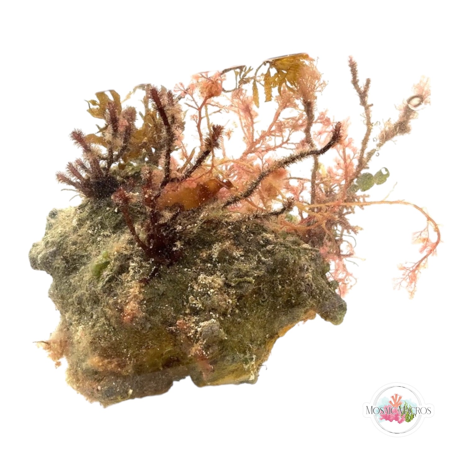 WYSWYG XL Fuzzy Antler, Flamingo Feather, & Sargassum