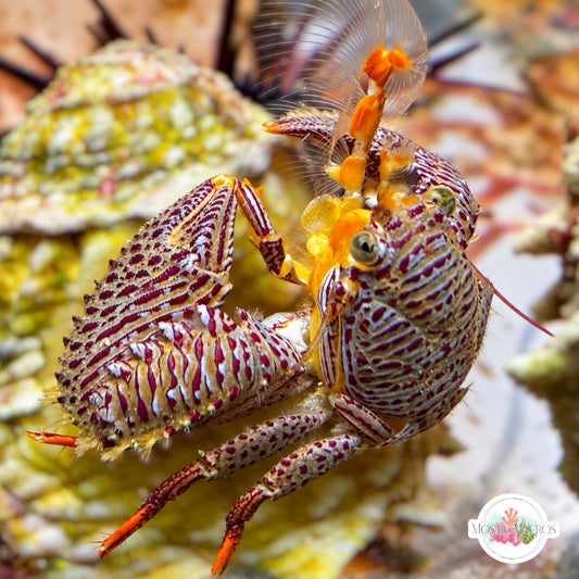 Colorful Porcelain Crab | Petrolisthes galathinus/armatus