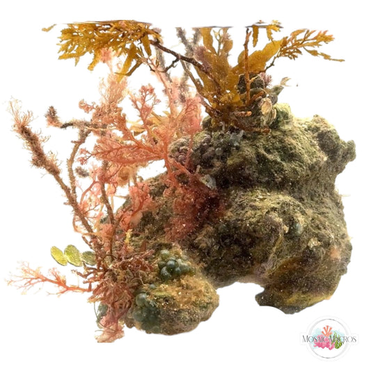 WYSWYG XL Fuzzy Antler, Flamingo Feather, & Sargassum