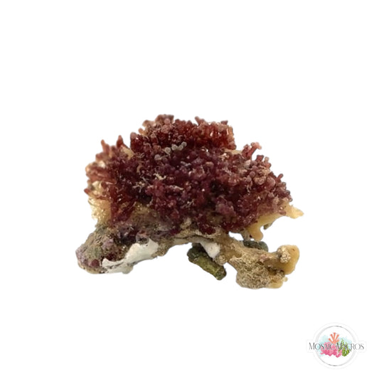 WYSWYG Iridescent Laurencia