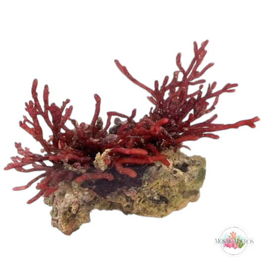 WYSWYG Branching Hex