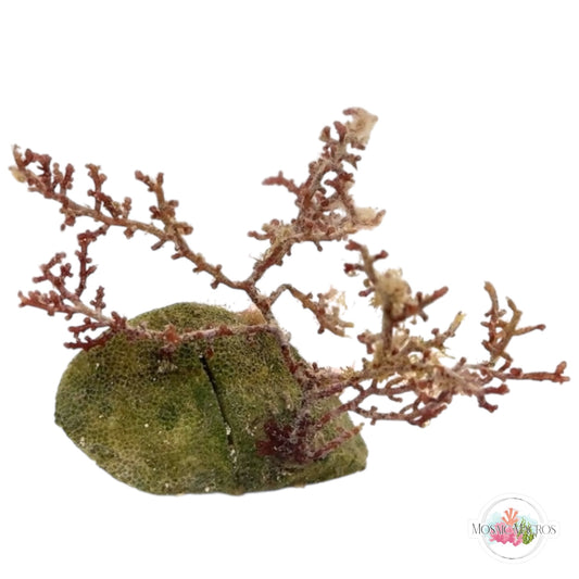 WYSWYG Knobby Laurencia