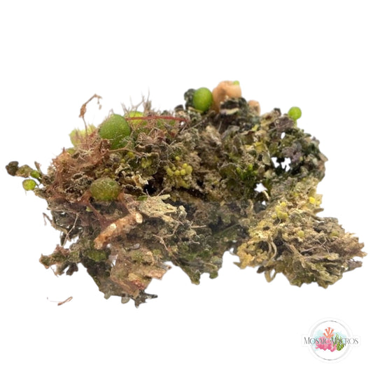 WYSWYG Halimeda Opuntia, Mosaic Snakeskin & Jania