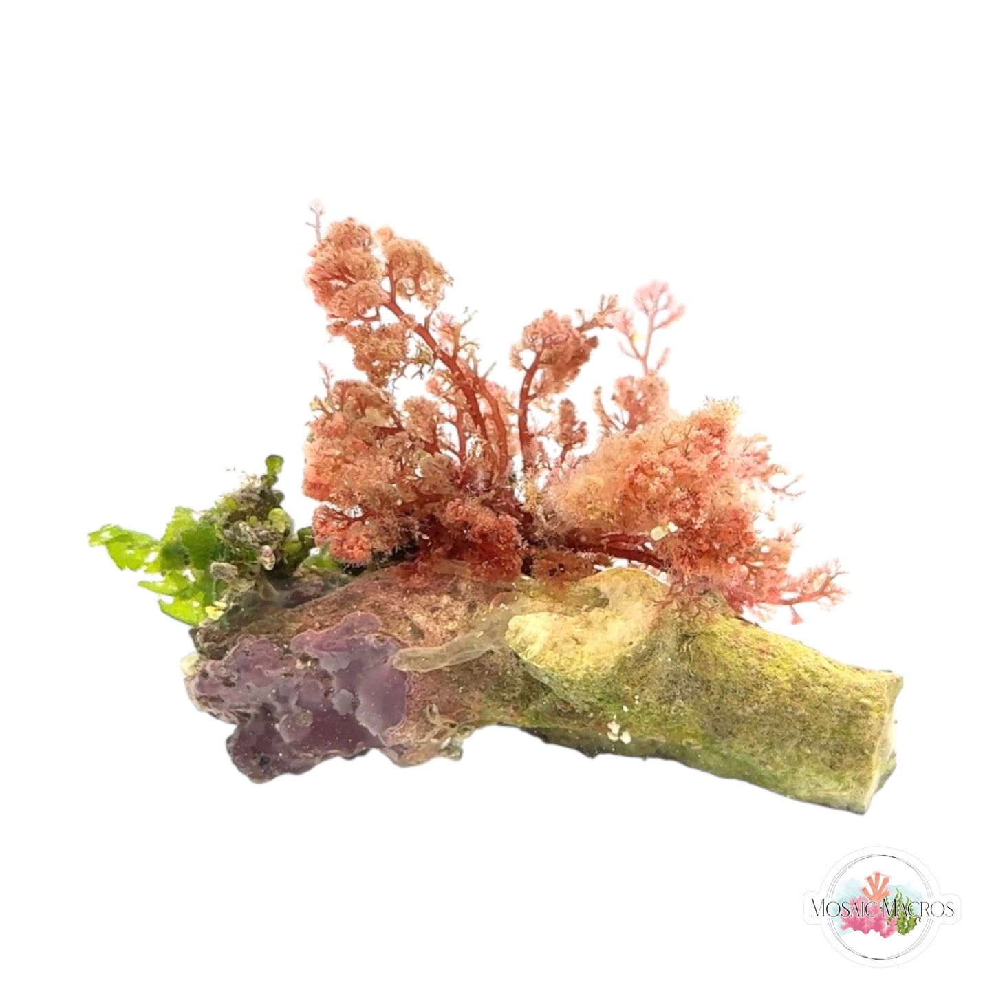 WYSWYG Brittle Lettuce & Flamingo Feather